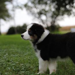 Sawyer - Black tri-color male Australian Shepherd puppy in Bagley, Iowa from Diamond M Aussies