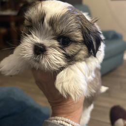 Phoenix - Tricolor male Shih Tzu puppy in New Port Richey, Florida from Stanford's Shih Tzus