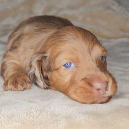 Chocolate Based Red Boy - Dapple male Dachshund puppy in Woodland, Washington from SJs Dachshunds
