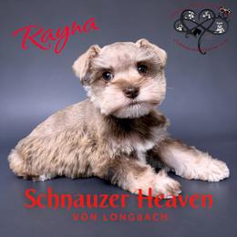 Rayna AKC - Wheaten female Miniature Schnauzer puppy in Pelzer, South Carolina from Schnauzer Heaven Von Longbach