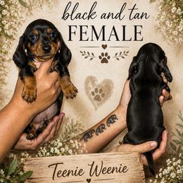 Black and Tan Female - Black and tan female Dachshund puppy in Williston, Florida from Teenie Weenie Dachshunds