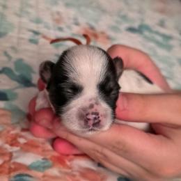 Roderick- Orange Collar - Black and white male Shorkie puppy in Troy, Ohio from Ever After Tails