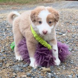 Sand Castle - Lilac merle male Border Collie puppy in Berkeley Springs, West Virginia from Sagehill Agility