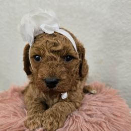 Ava - Red female Cavapoo puppy in Truckee, California from Heavenly Goldendoodles