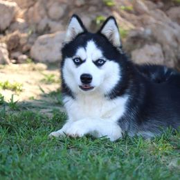 Meka - Pomsky