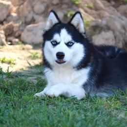 Meka - Pomsky