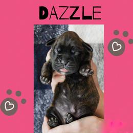 Dazzle - Brindle female Boxer puppy in Perry, Michigan from Boxer Boulevard