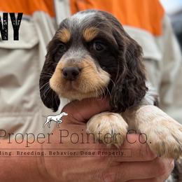 Sunny - Tri-Roan female English Springer Spaniel puppy in Six Mile, South Carolina from The Proper Pointer Co.