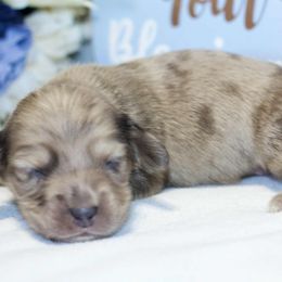 Larson - Dapple male Dachshund puppy in Bellville, Ohio from JK Mini Doxies