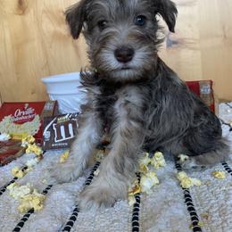Miniature Schnauzer Puppies from Schnauzers on Robinson Lane