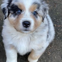 Little Boy Blue - Blue merle male Australian Shepherd puppy in Trail, Oregon from Stapp's Australian Shepherds