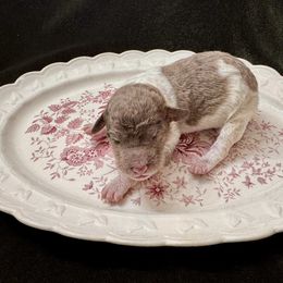 Dancer - Parti female Labradoodle puppy in Candler, North Carolina from Maple Bakin’ Doodles