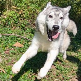 AKC Green - Black tan and white Siberian Husky puppy in Antrim, New Hampshire from Hampshire Huskies