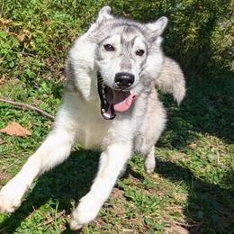 AKC Green - Black tan and white Siberian Husky puppy in Antrim, New Hampshire from Hampshire Huskies