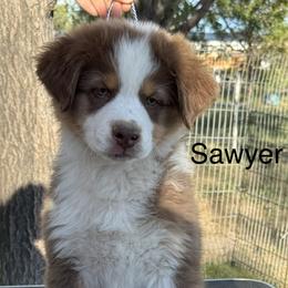 Australian Shepherd Puppies from WyoWinds Australian Shepherds