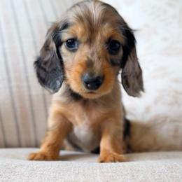Ruthie - Red female Dachshund puppy in Cape Coral, Florida from Dear Dachshunds