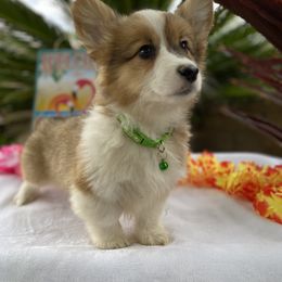 American Corgi and Pembroke Welsh Corgi Puppies from SoCal Native Corgis