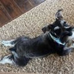 Miniature Schnauzer Puppies from Pups With Potential