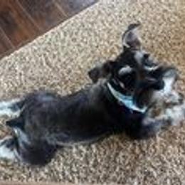 Miniature Schnauzer Puppies from Pups With Potential