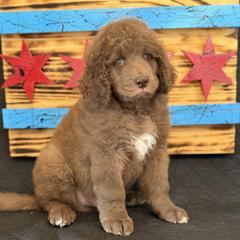 Bean - Brown and white male Saint Berdoodle puppy in Chicago, Illinois from Gentle Giant Saint Berdoodles