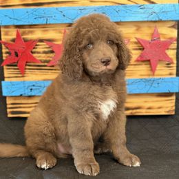 Bean - Brown and white male Saint Berdoodle puppy in Chicago, Illinois from Gentle Giant Saint Berdoodles