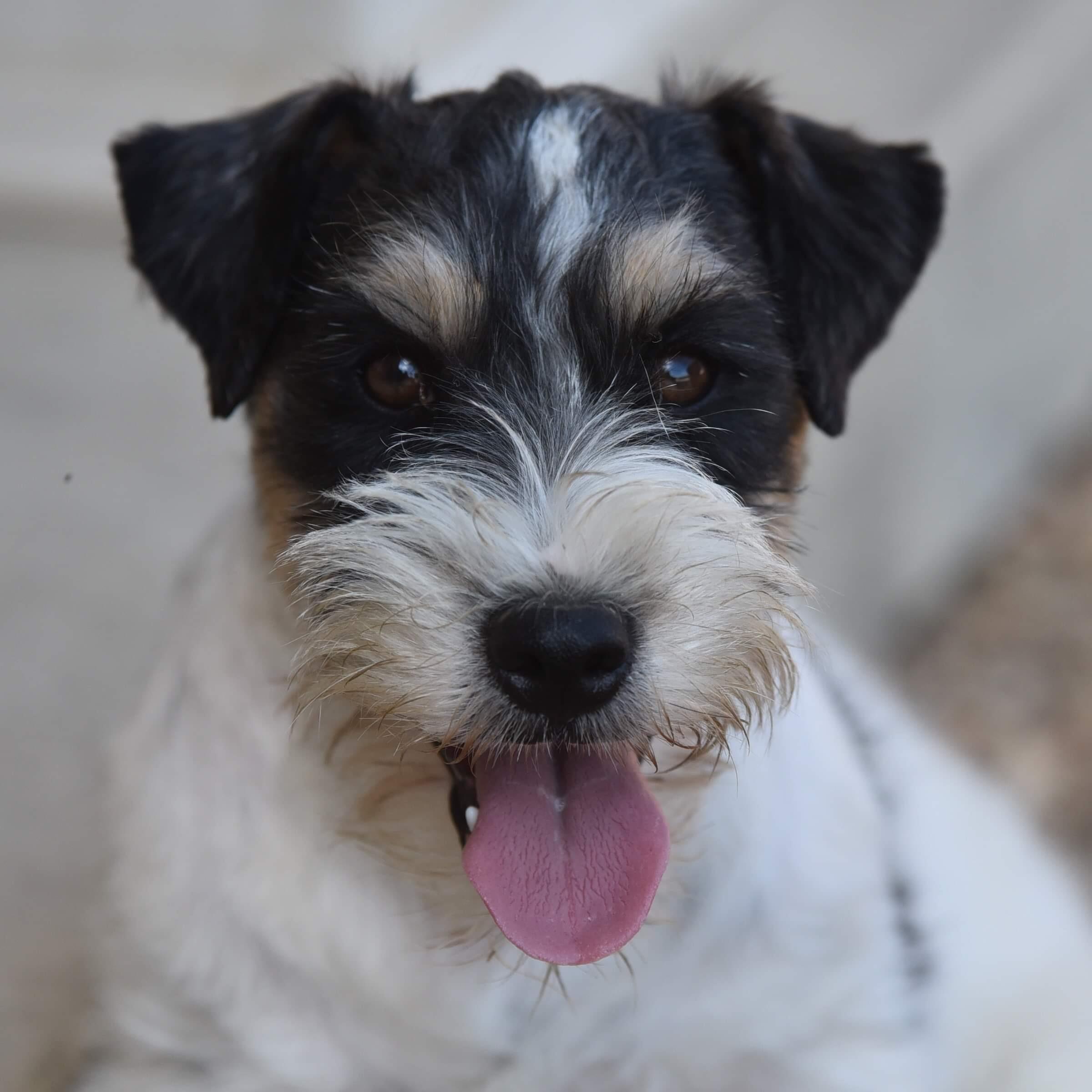 Gus