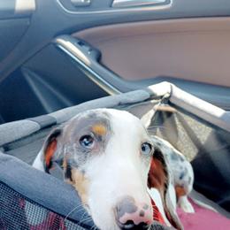 Bella - Dachshund