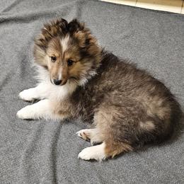 Shetland Sheepdog puppies from Wysteria Mist Shetland Sheepdogs