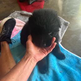 Boy 1 - Black male German Shepherd puppy in Fairdale, Kentucky from Kimberly's German Shepherds