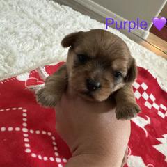 Purple Girl - Black gold and white female Shorkie puppy in San Tan Valley, Arizona from Great Mates