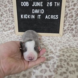 David - Blue male Border Collie puppy in Chariton, Iowa from Kickin It Acres BCs
