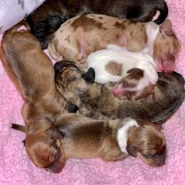 Dachshund Puppies from Desert Horizon Dachshunds