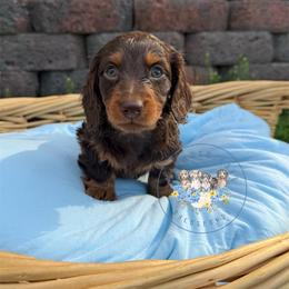 Olive - Chocolate and tan female Dachshund puppy in Cave City, Kentucky from Mammoth Cave Dachshunds