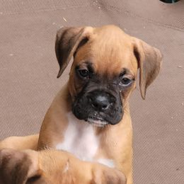 Boy 4 - Boxer puppy in Spring Hill, Florida from Prestige Boxers R US