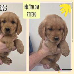 Fiyero - Dark golden male Golden Retriever puppy in Driggs, Idaho from SK Golden Retrievers