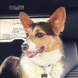 Miko - Blue male Pembroke Welsh Corgi puppy in Odessa, Missouri from LOYAL T K9's CORGIS