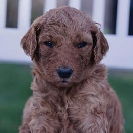 Boy 2 - Poodle puppy in Elko New Market, Minnesota from Willow Rock Poodles