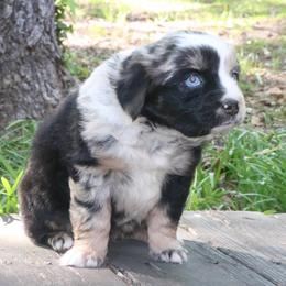 Vera - Blue merle female Australian Shepherd puppy in Macon, Georgia from Shaina’s Shepherds