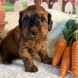 Clermont - Red sable Havanese puppy in Clermont, Florida from Country Sweet Havanese and Creative Coaching