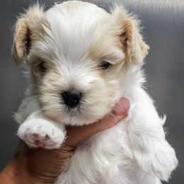Yorkshire Terrier puppies from YorkieLover