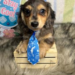 Cubs - Dapple male Dachshund puppy in Washington from Beautiful Doxies