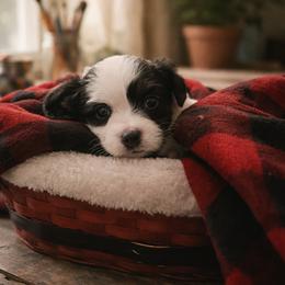 Papillon Puppies from Wendy’s Wings