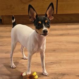 Misty Pup D - White black and tan female Toy Fox Terrier puppy in Clermont, Florida from Debbie Hiles's Toy Fox Terriers