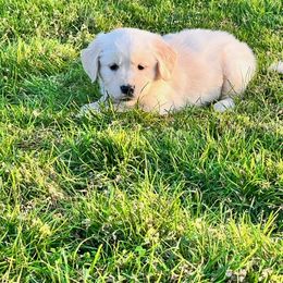 Golden Retriever and Labrador Retriever Puppies from Abels Envy Retrievers