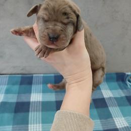 Miriel - Merle female Great Dane puppy in Marshall, Michigan from Dream K9