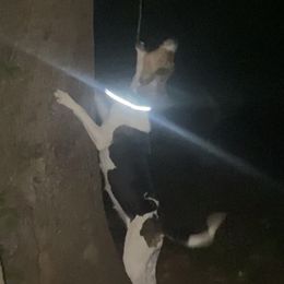 Treeing Walker Coonhounds from 3 Color’s Kennel Walker Division