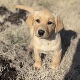 Labrador Retriever Puppies from Wheatland Retrievers