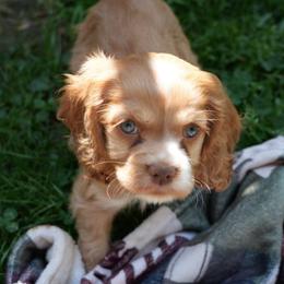 Ember - Red female Cocker Spaniel puppy in Winston Salem, North Carolina from Cocker Cottage
