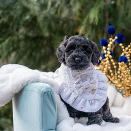 Gingerbread - Black female Cockapoo puppy in Deming, Washington from Heavenly Puppies to Love