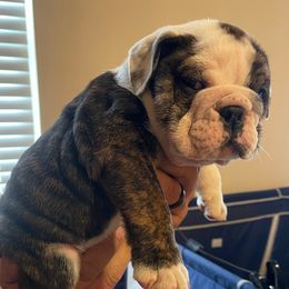 Bo - Brindle male Bulldog puppy in Seneca, South Carolina from Burrell’s Bulldog Kingdom